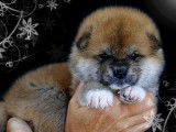 Akita Imperial