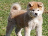 Akita Imperial