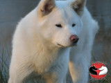 Akita Imperial