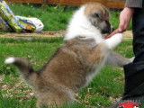 Akita Imperial