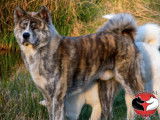 Akita Imperial
