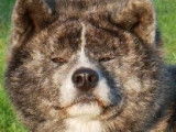 Akita Imperial