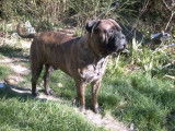 Les bullmastiffs du Temps des Paluns