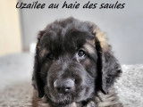 Du Haie des Saules