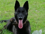 EduK'dog58