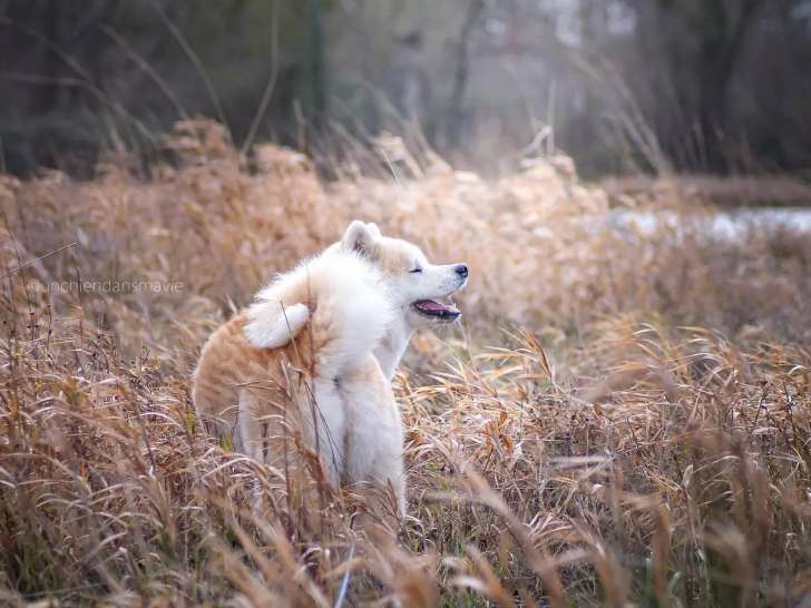Un chien dans ma vie