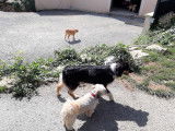 Chris'pension familiale canine