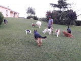 Chris'pension familiale canine