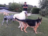 Chris'pension familiale canine