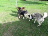 Chris'pension familiale canine
