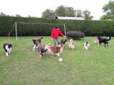 Chris'pension familiale canine
