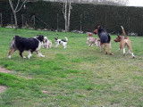 Chris'pension familiale canine