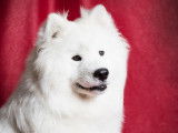 Samoyède Québec