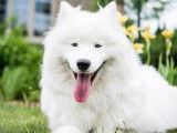 Samoyède Québec