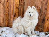 Samoyède Québec