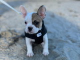 Dog'O poil