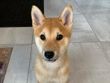 Dog'O poil