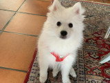 Dog'O poil