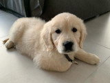 Dog'O poil