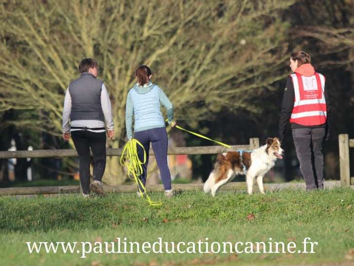 PaulinEducation Canine
