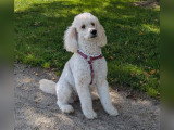 PaulinEducation Canine