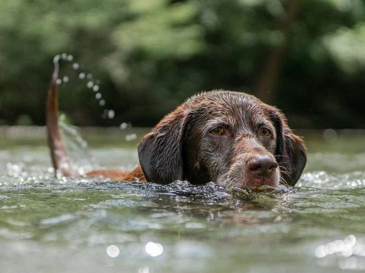 PaulinEducation Canine