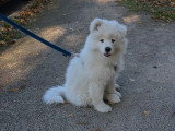 PaulinEducation Canine