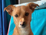 PaulinEducation Canine
