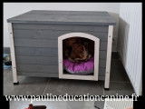 PaulinEducation Canine