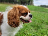 Cani'Sapiens