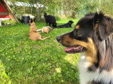 Cani'Sapiens