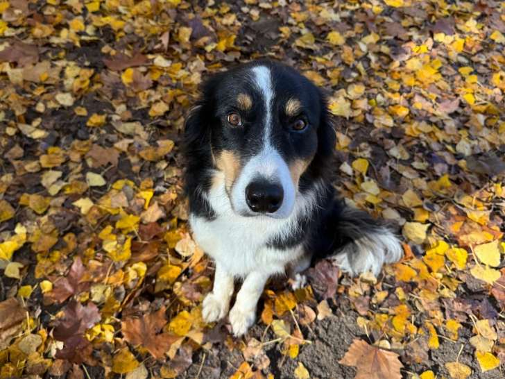 Bourges Éducation Canine