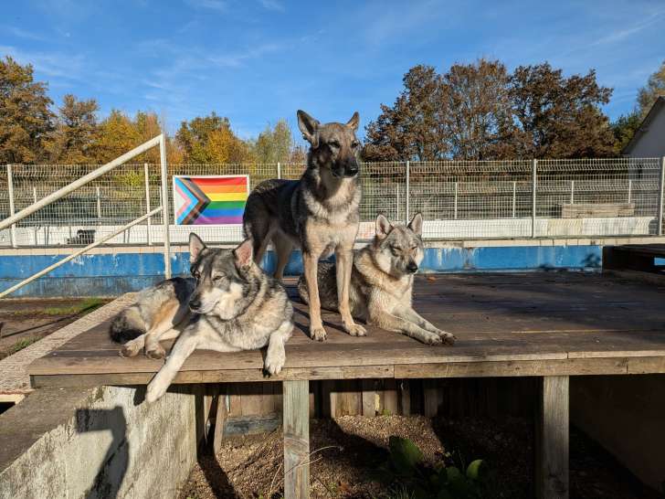 Bourges Éducation Canine