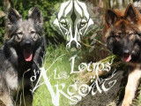 Les Loups D'Argoät