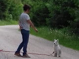 L'empreinte canine