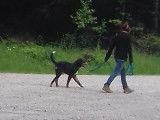 L'empreinte canine