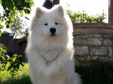 L'empreinte canine