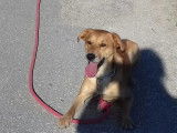 L'empreinte canine