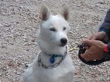 L'empreinte canine