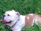 L'empreinte canine