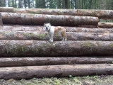 L'empreinte canine