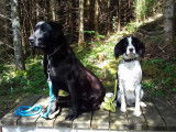 L'empreinte canine