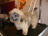 Paco avant le toilettage
