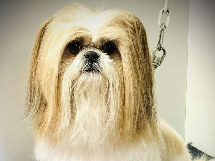 Le Barbier Canin