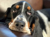 Centre Canin des Plaines Agenaises