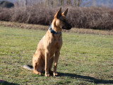 Centre Canin des Plaines Agenaises