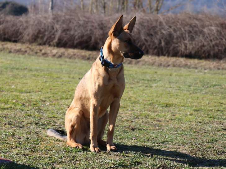 Centre Canin des Plaines Agenaises