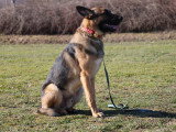 Centre Canin des Plaines Agenaises