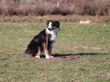 Centre Canin des Plaines Agenaises