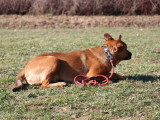 Centre Canin des Plaines Agenaises